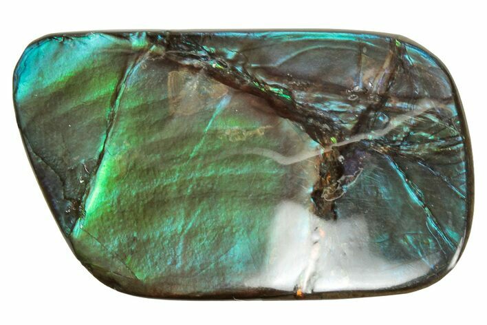 Flashy Ammolite (Fossil Ammonite Shell) - Greens & Blues #357621